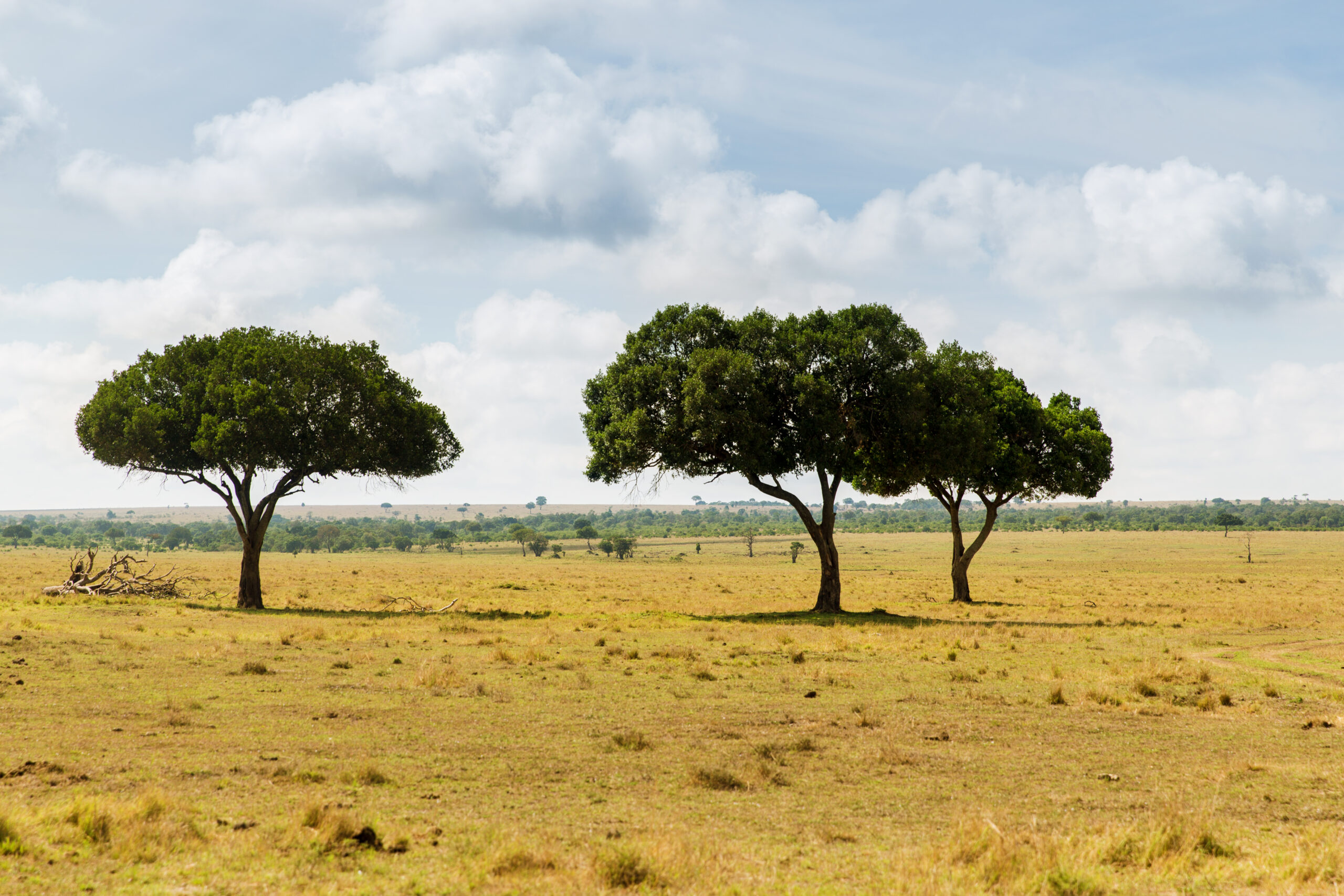 Open grassland with three umbrella-shaped trees under a partly cloudy blue sky.