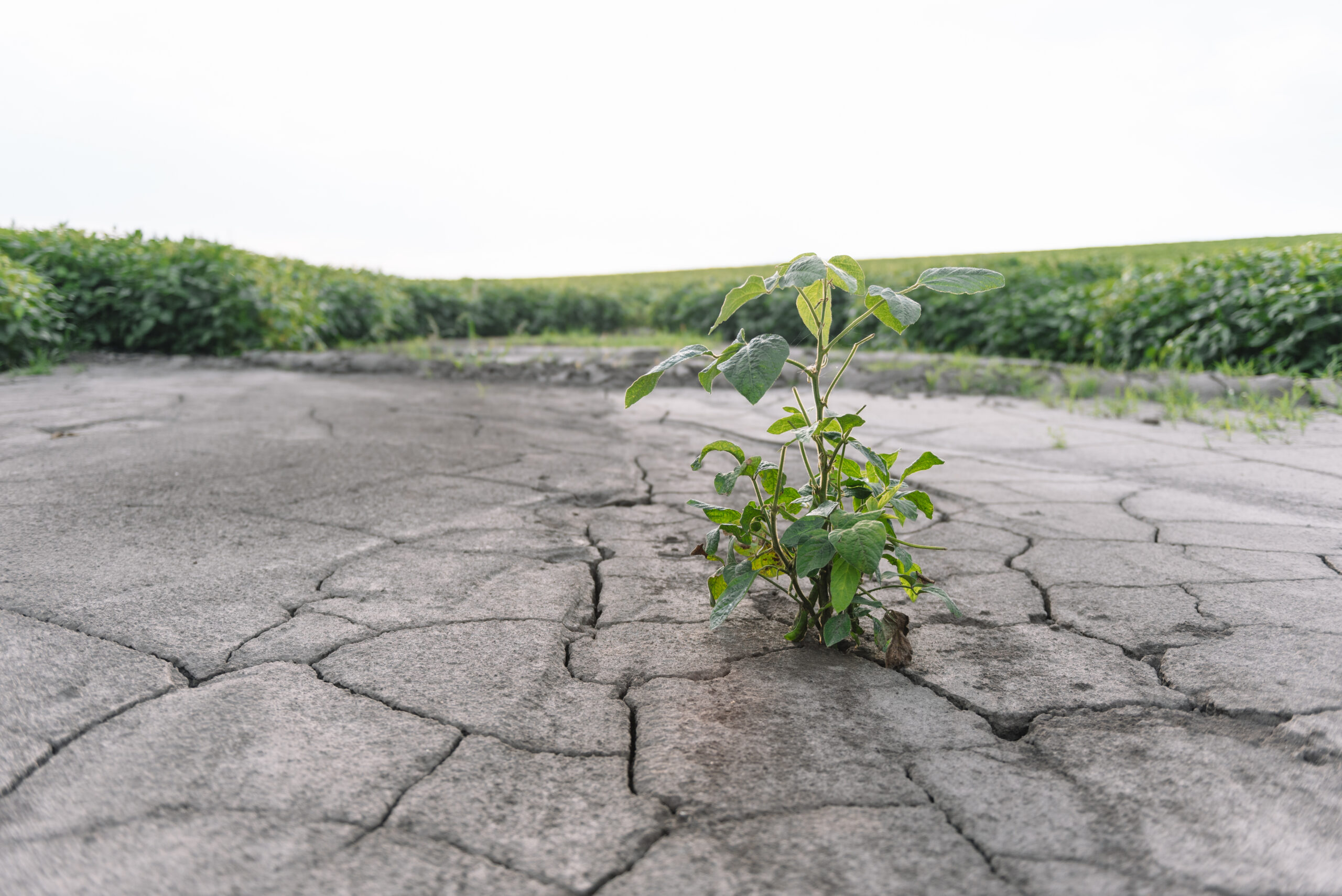 Small green plant growing through cracked dry earth with a distant green field on the horizon.