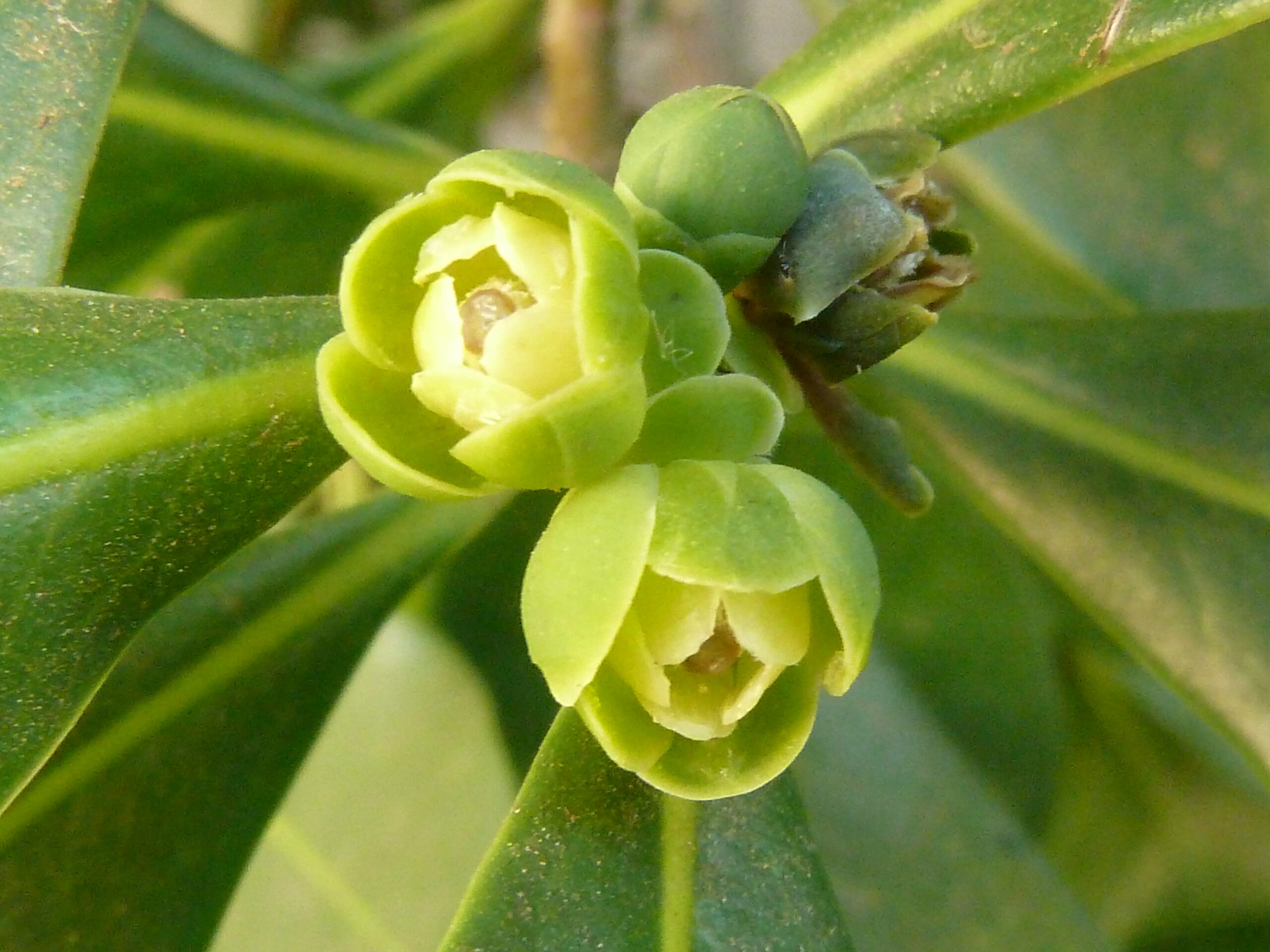 Close-up of pale green flower bud forming along a green plant stem with surrounding leaves.