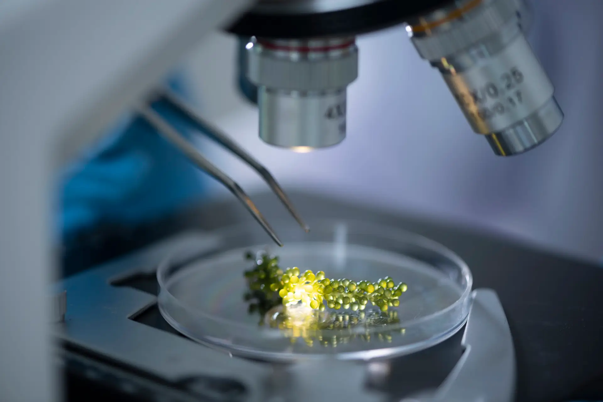 Close-up of a microscope with a clear petri dish containing a cluster of yellow‑green beads under the lens.
