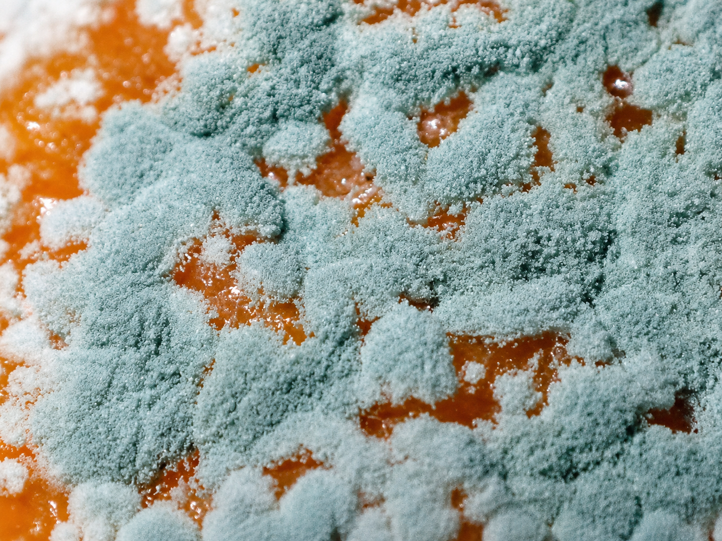 The powder was tested on Penicillium digitatum, a fungus which causes green mould on citrus. Credit: Nicola van Berkel at Wikimedia Commons.