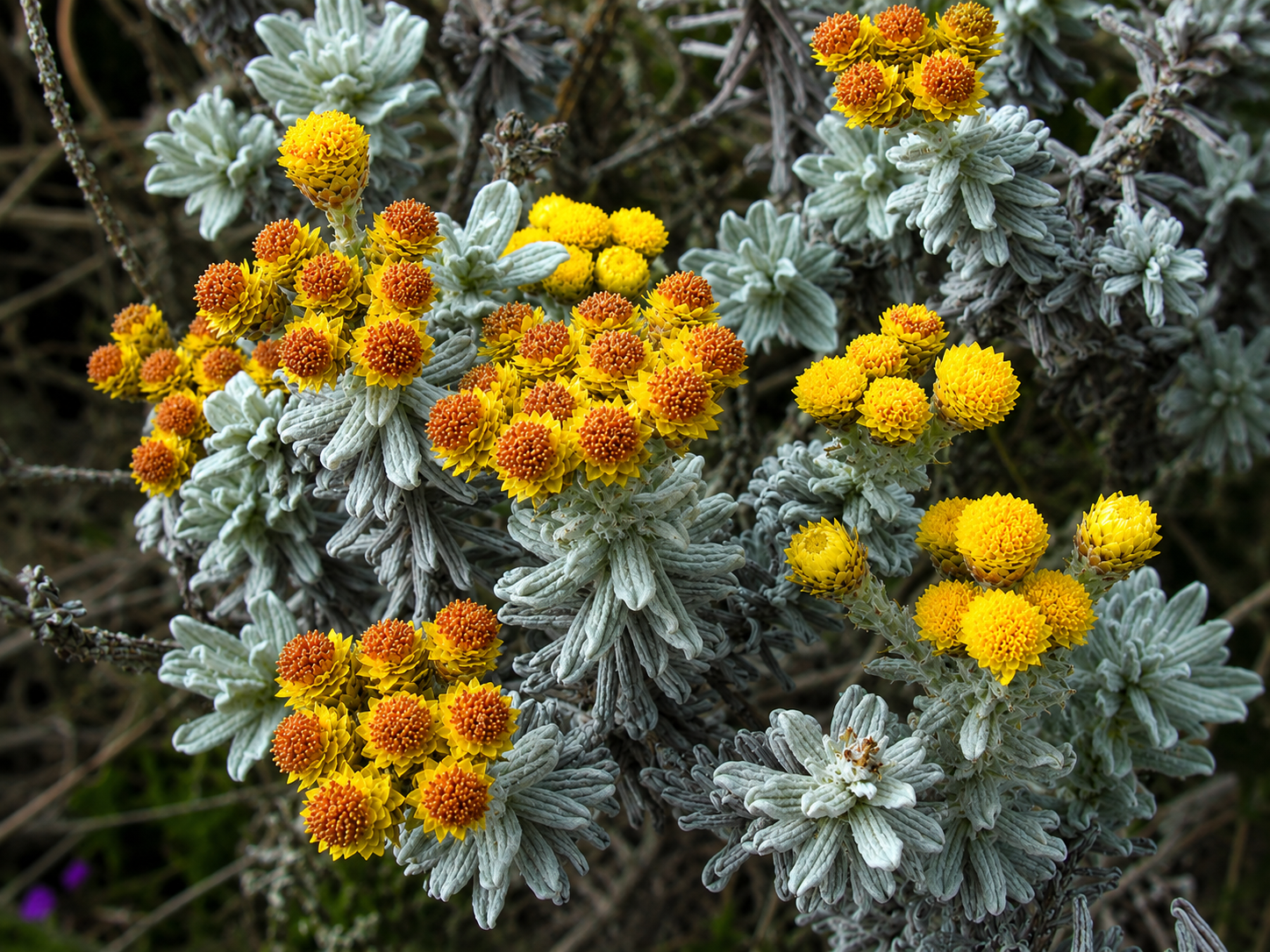 Helichrysum splendidum essential oil has promising antifungal and antioxidant properties. Credit: Dick Culbert at Wikimedia Commons.